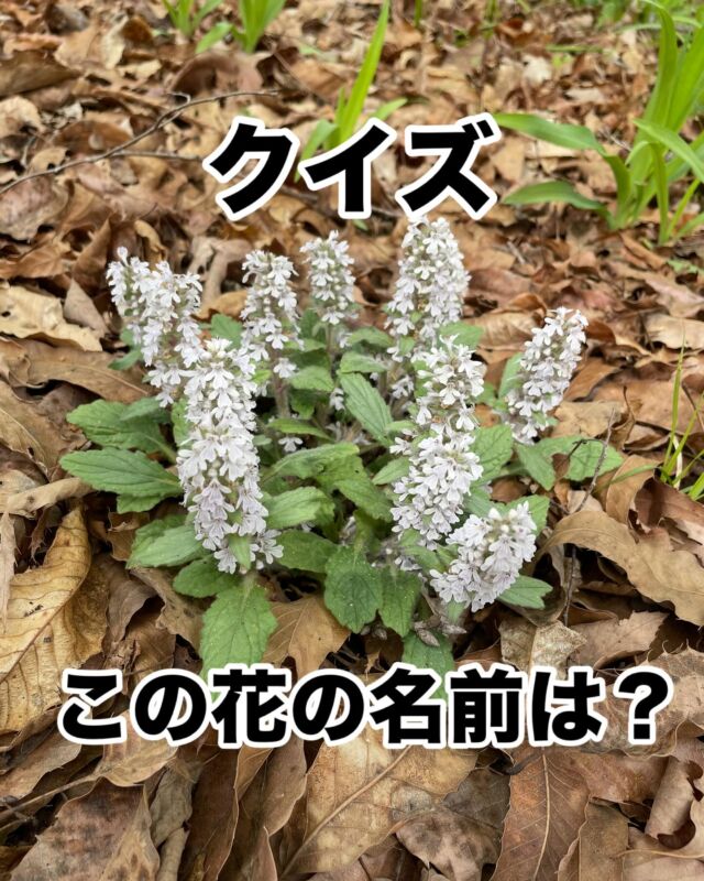 先日、家族と寄居町の金尾山に行ってきました。
そこで見慣れない花を見つけました。

突然ですが、この花の名前は何と言うでしょうか？

ヒントは平安時代の女の人の服装です！

※現代社会はGoogleレンズなる写真から情報を教えてくれる便利なものもあるそうですが、くれぐれもそのような便利ツールは使わずに自力で考えてもらえると出題者(＝山口)としては嬉しい限りです。。🥲

答えは下に↓

答え:ジュウニヒトエ